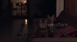 Creepy Bengal Cat Siblings Staring down their servant