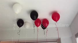 The ultimate cat toy, Bengal cats lurk below