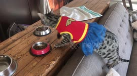 Albus the Bengal gets in touch with his feminine side while wearing his wonder women outfit