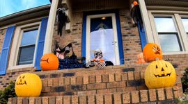 Fall Color Foliage, Pumpkins, Halloween Spirit Western Kentucky, USA [Paducah, KY]
