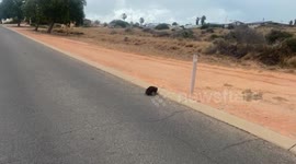 Tourists met a curious echidna on the road in Western Australia. The wild animal is not afraid to approach a camera