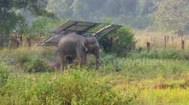 Elephants rescued from well they had fallen into at a farm in central India