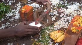 Cobra a venomous snake that does not harm people even when they make a close contact with it in South India.