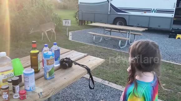 Wild deer come up to our campsite while I’m cooking seafood.