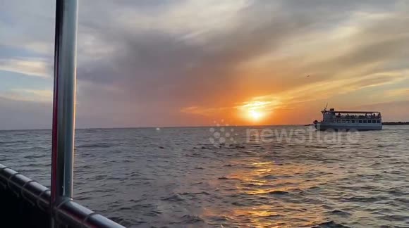 Dolphin swimming in front of the sunset in florida.