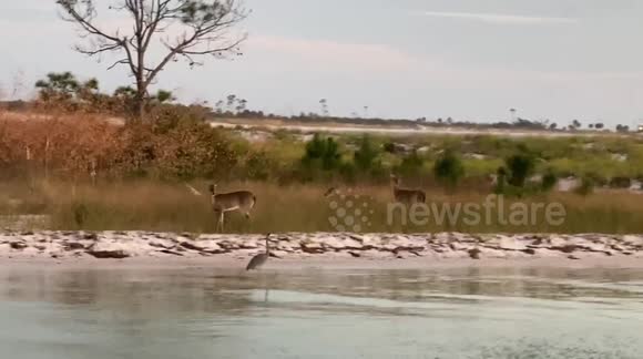 Wild deer spotted on an island in panama city beach fl. during our sunset dolphin cruiseon vacation