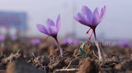 Beautiful and valuable saffron harvest gets underway in Kashmir region