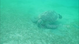 Snorkeling with sea turtle at Jaz hotel group, Marsa Alam, Egypt 2022