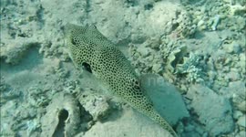 Pufferfish, coral, and seashell closeup - Snorkeling at Jaz hotel group, Marsa Alam, Egypt 2022