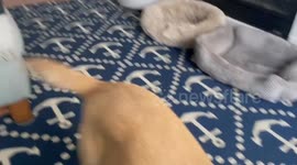 Dog rescued from severe abuse, finally has toys for the first time