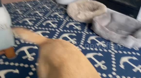 Dog rescued from severe abuse, finally has toys for the first time