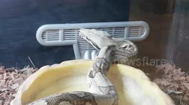 Jungle Boa constrictor Snake was striking colours and they come from Sweden