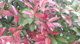 Tree in Bangladesh has brilliant red leaves