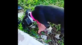 Playful Pitbull on a sunny day with one of  her favorite toy