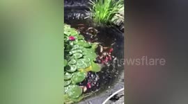 Hungry otter was caught on camera scoffing hundreds of Koi Carp after sneaking into a retired teacher's garden