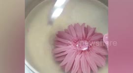 Oddly satisfying video shows baker making daisy flowers on gelatin cake
