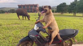 Amused pet owner finds dog chilling on top of motorcycle when he returns from buying food