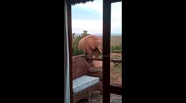 Playful elephant part 1