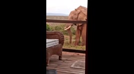 Playful elephant part 2