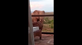Getting interrupted by a playful elephant throwing around an old bbq cover!