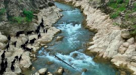 Cattle And Sheep On The Genwanghu Grassland in Nanning, China