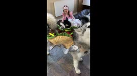 This year we dressed up our 3 Alaskan Malamutes in Halloween costumes to celebrate our freedom to all enjoy this years post covid restriction free Halloween