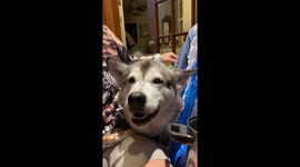 Look Sojou our Alaskan Malamute dressed like a taco is smiling because Halloween is the best