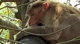 A monkey resting peacefully on a tree branch amidst of the onlookers, was caught on camera in South India