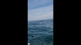 Several orcas breach right in front of boaters in South Africa