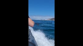 White shark killing orcas come right up to boat! Crazy reaction from the filmer.