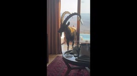 'I've got no food': Nosy ibex wanders into couple's hotel room in Israel