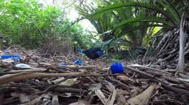 Australian Satin Bower Birds collaborating in building a bower and decorating with blue trinkets.