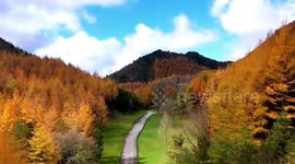 Forest in China painted with autumnal palette in this beautiful drone footage