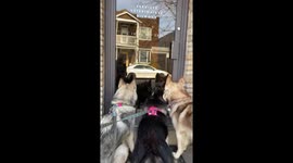 Our Alaskan Malamutes love their Vet so much that they stop outside even when it is closed