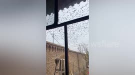 Locals spooked as murder of crows circle above village in China