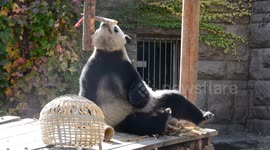 A Giant Panda Eats Bamboo At The Beijing Zoo In China