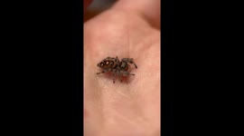 Anxious jumping spider BRUTALLY attacks the housefly on her owner's hand