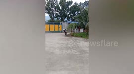 Clingy pet dog jumps on back of owner’s scooter