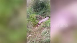 Stomach-churning moment python regurgitates baby nilgai in India
