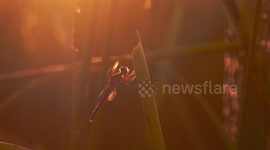 A scary looking creature with wings and human like form, appears to be singing at sunset in a paddy field in Thailand.