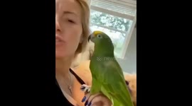 Jealous dog hit a parrot who was kissing their owner!