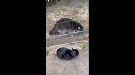 Cute video! The raccoon at the zoo trying to reach the cat!