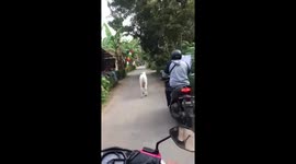 The calf is walking along the road and slowed down the traffic