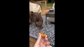 Happy dog spins in circle after discovering tiny chicken toy in garden