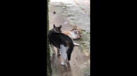 Funny reaction of a cat defending itself, although it hasn't been attacked yet