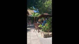 The cat gallantly sits at the table with food on the Rhodes island