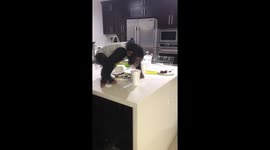 Baby chimp's adorable reaction to visitors on its first birthday