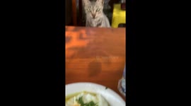 The cat was not treated to porridge, so he stole the other person's chicken!