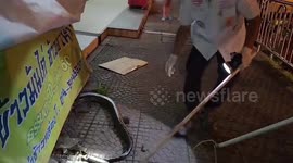 Rescuers hunt huge 15-ft python flushed out by floods in Thailand