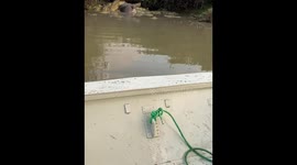 Trigger warning - Crocodiles eating hippo in lake in Tanzania